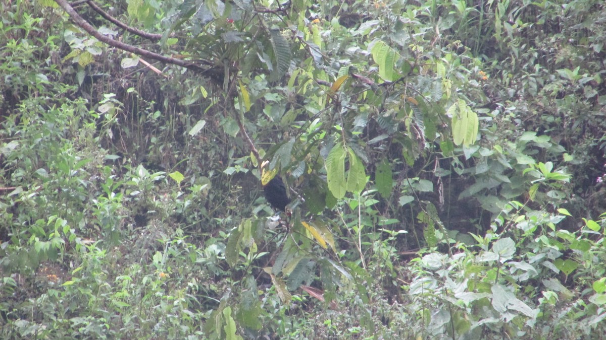 tukan žlutohrdlý (ssp. swainsonii) - ML272692341