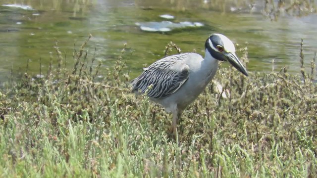 Yellow-crowned Night Heron - ML272693811