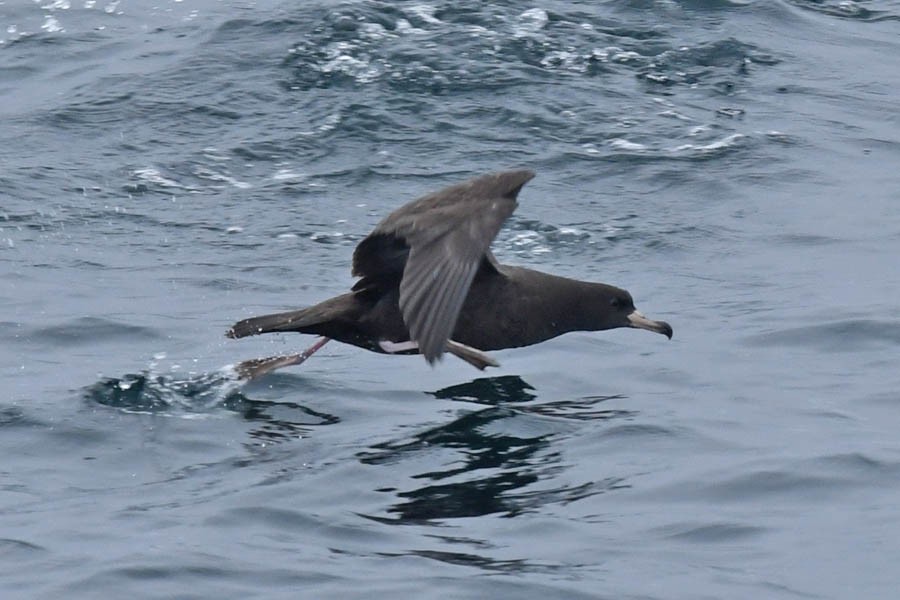 Puffin à pieds pâles - ML272695911