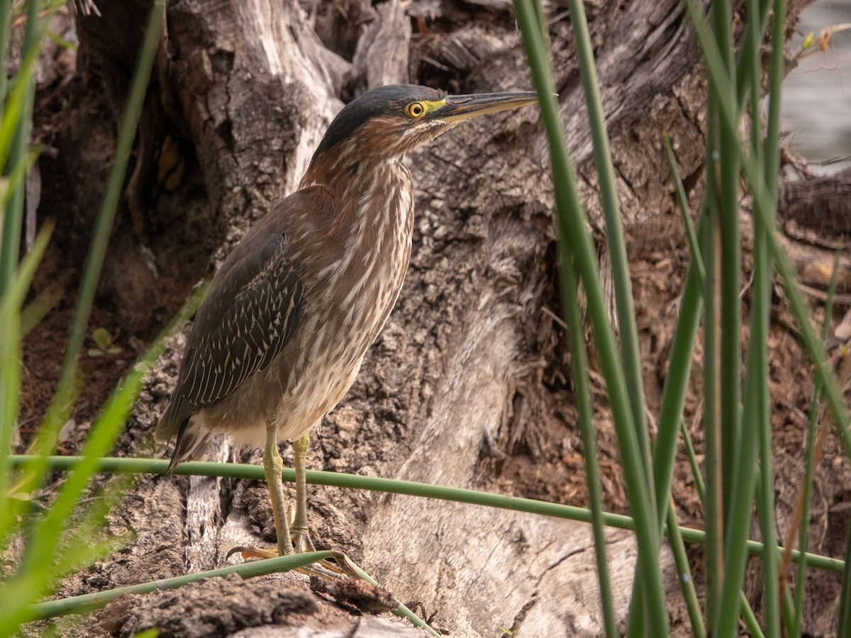 Green Heron - ML272697711