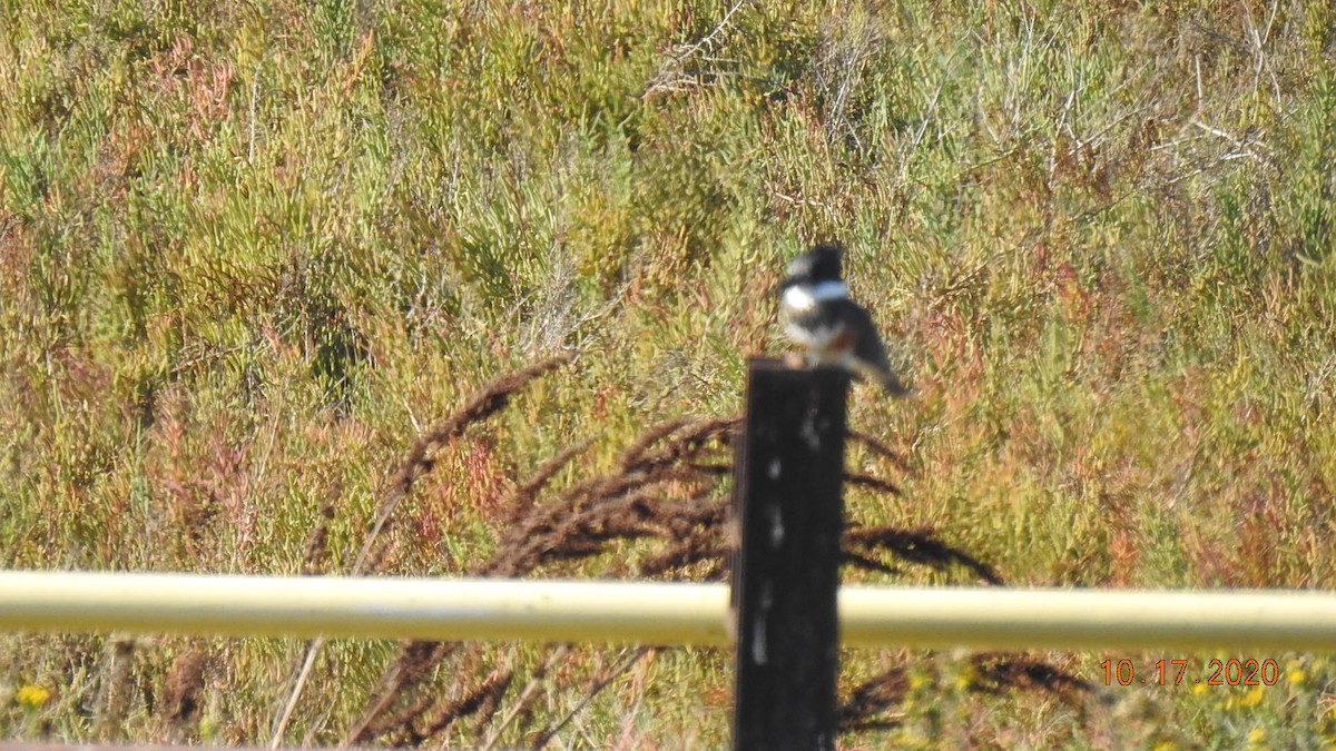 Belted Kingfisher - ML272697971