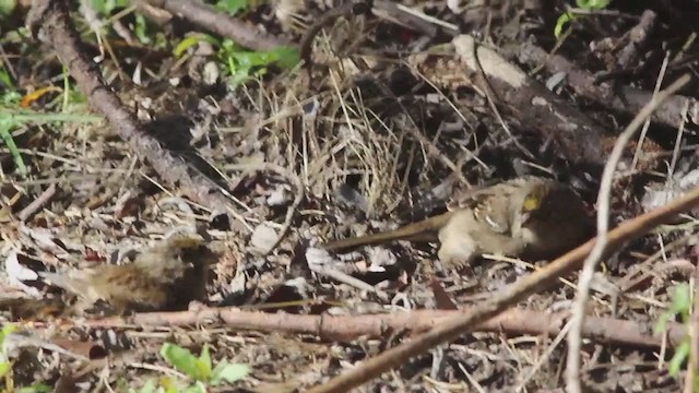 Golden-crowned Sparrow - ML272698721