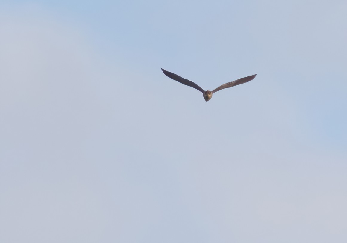 Black-crowned Night Heron - ML272699221