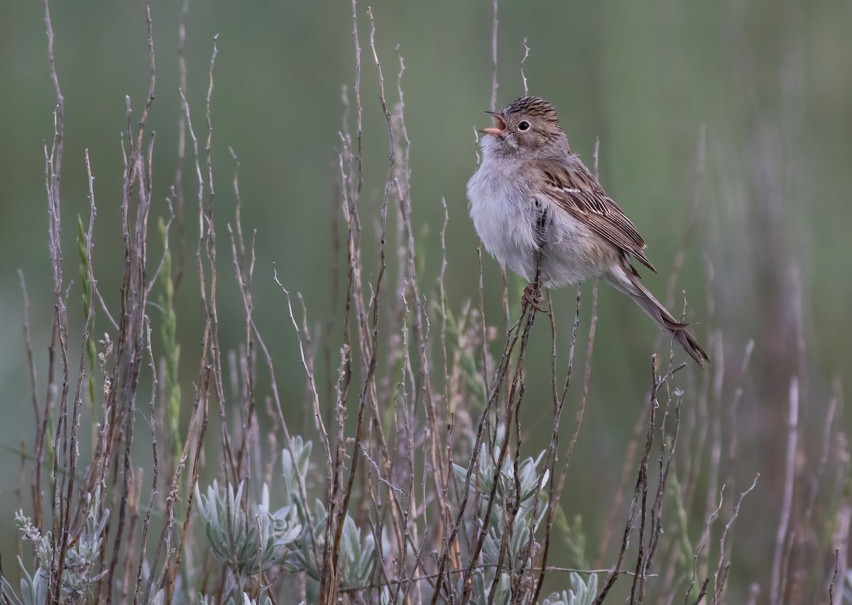 Brewer's Sparrow - ML272700461