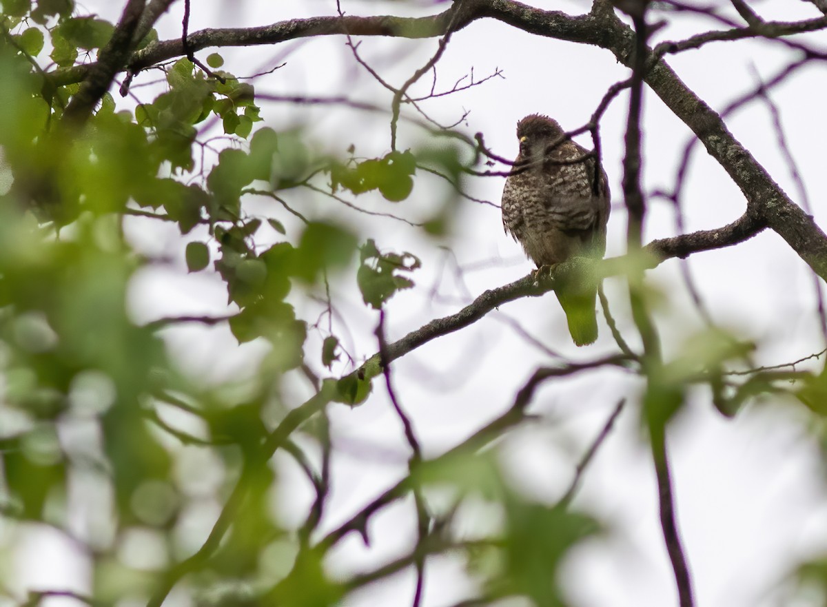 Broad-winged Hawk - ML272700651