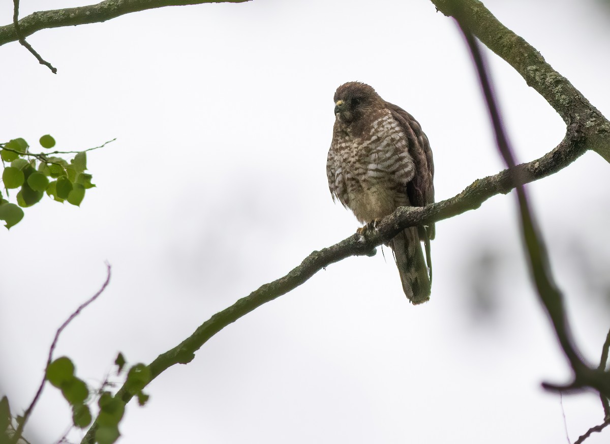 Broad-winged Hawk - ML272700671