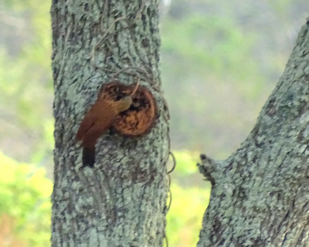 Red-billed Scythebill - ML272701171