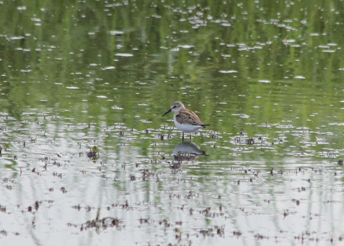 Western Sandpiper - Jen Sanford