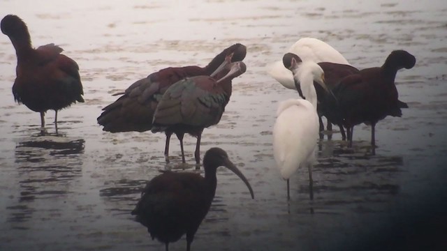 Hybride Ibis falcinelle x I. à face blanche - ML272701831