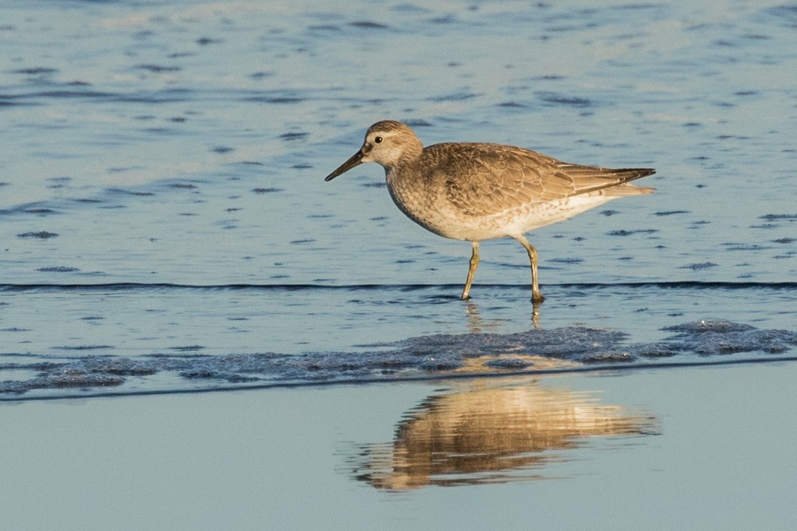 Bécasseau maubèche - ML272704191