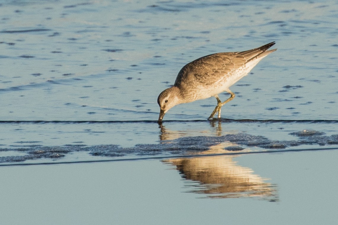 Red Knot - ML272704211