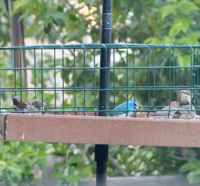 Indigo Bunting - ML27270491