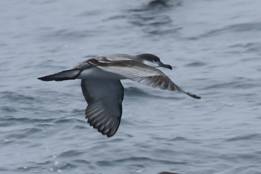 Buller's Shearwater - ML272705921