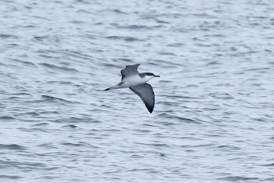 Buller's Shearwater - ML272705951