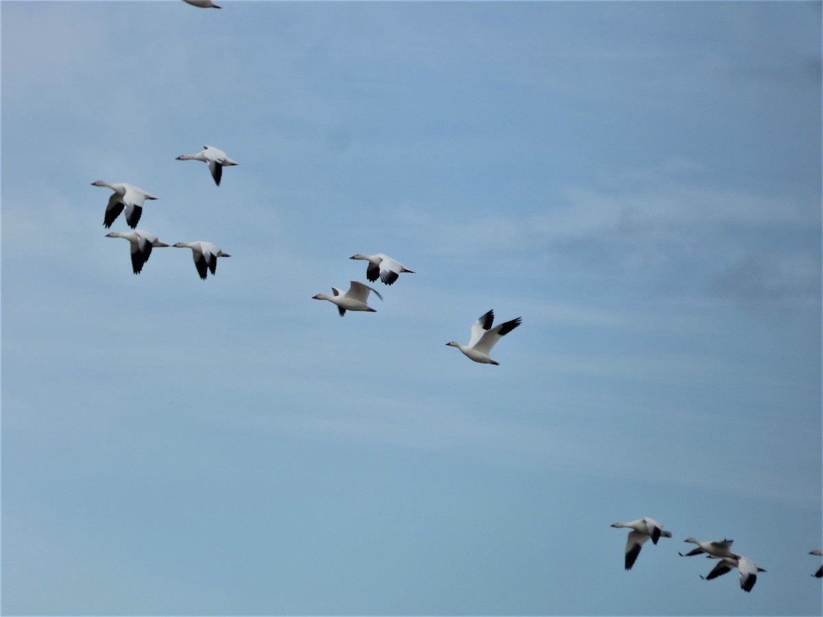 Snow Goose - Liz Moy