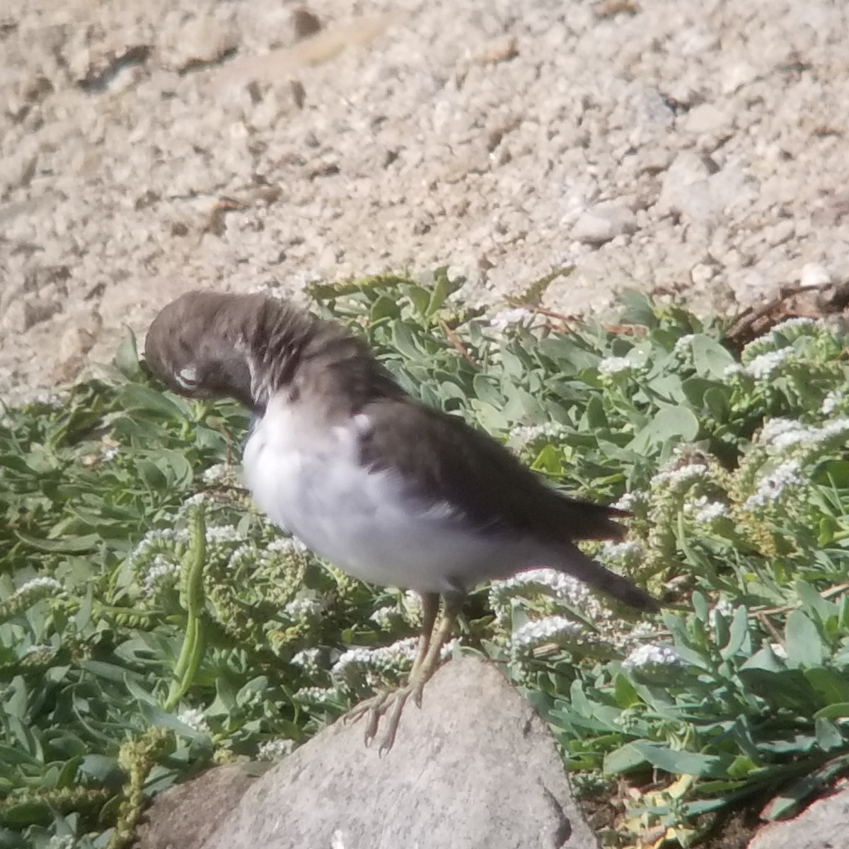 Spotted Sandpiper - ML272706491