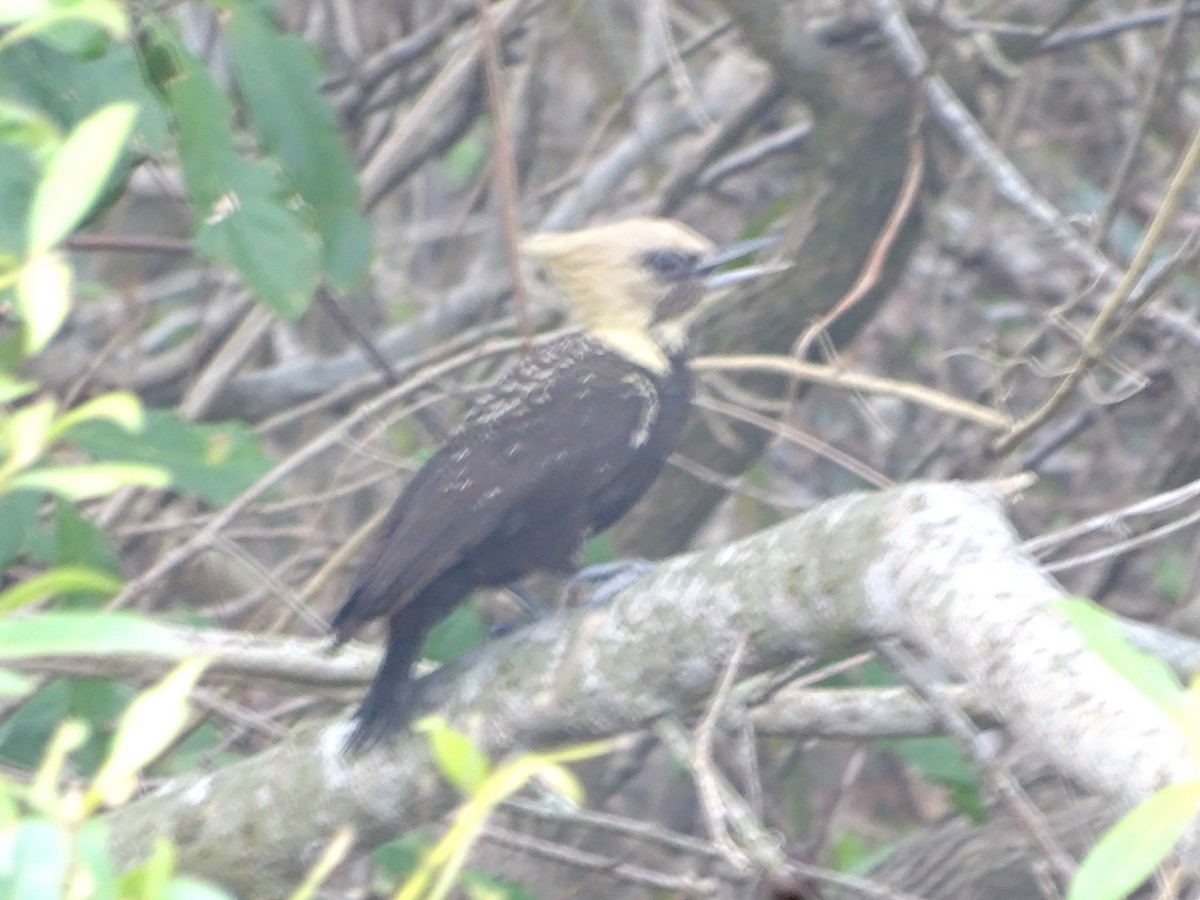 Pale-crested Woodpecker - Bernardo  Candia