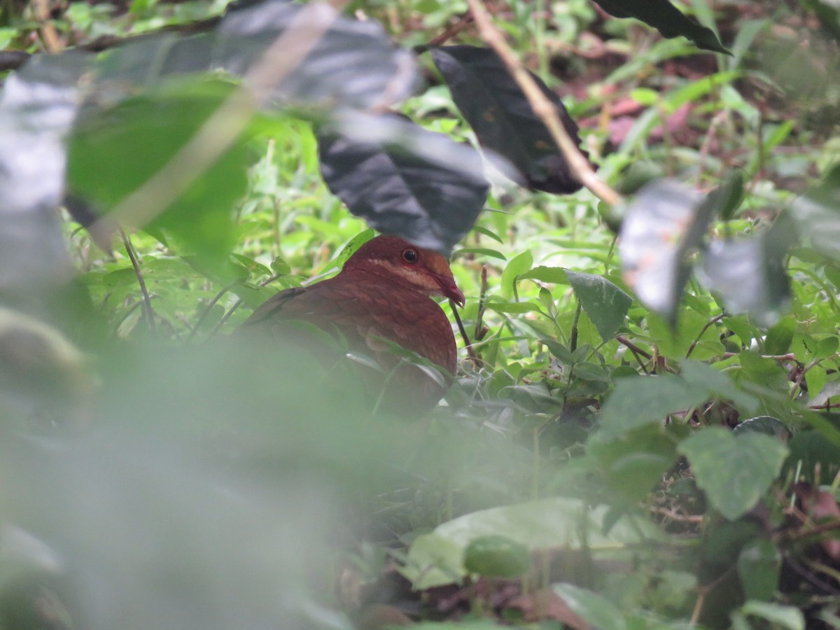 Ruddy Quail-Dove - ML272707161