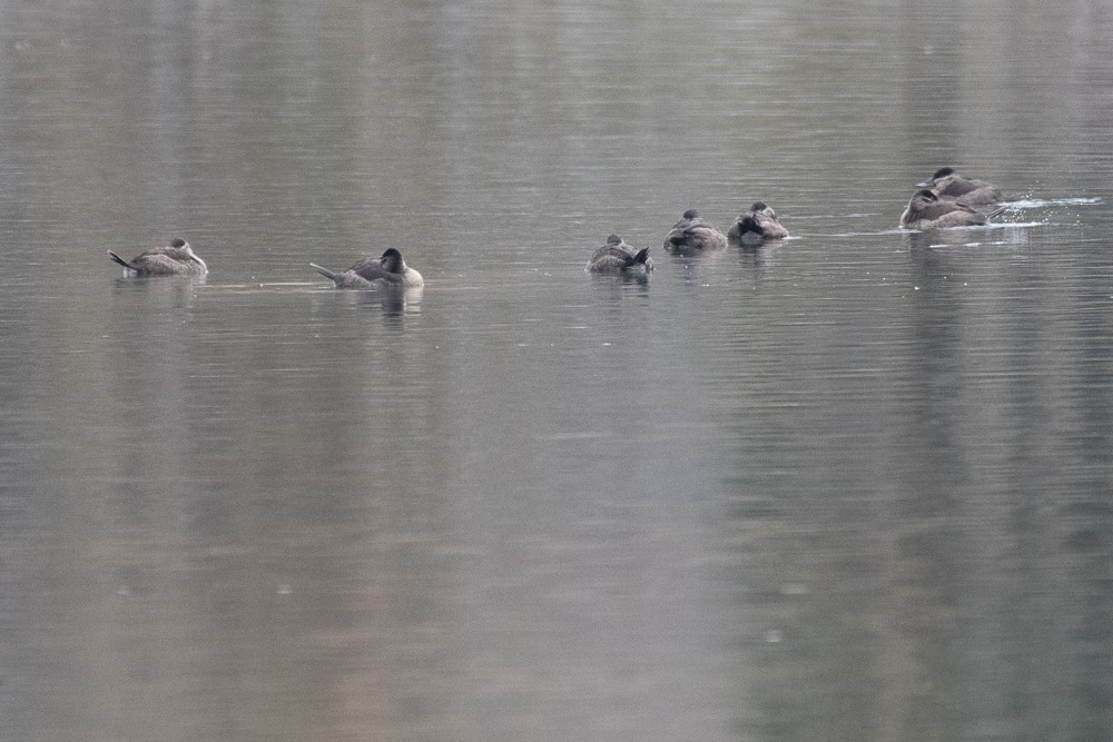 Ruddy Duck - ML272708711