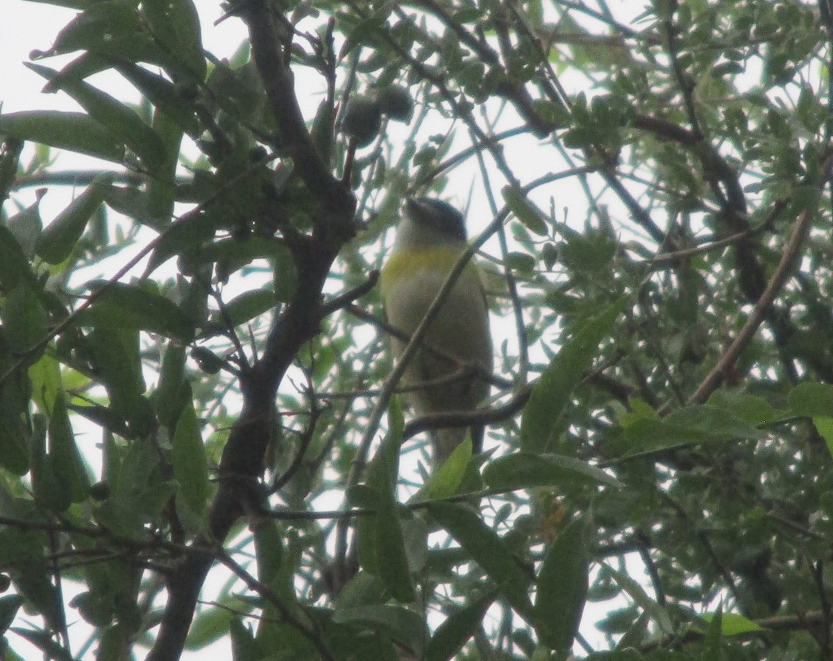 Green-backed Becard - Pato Fleming