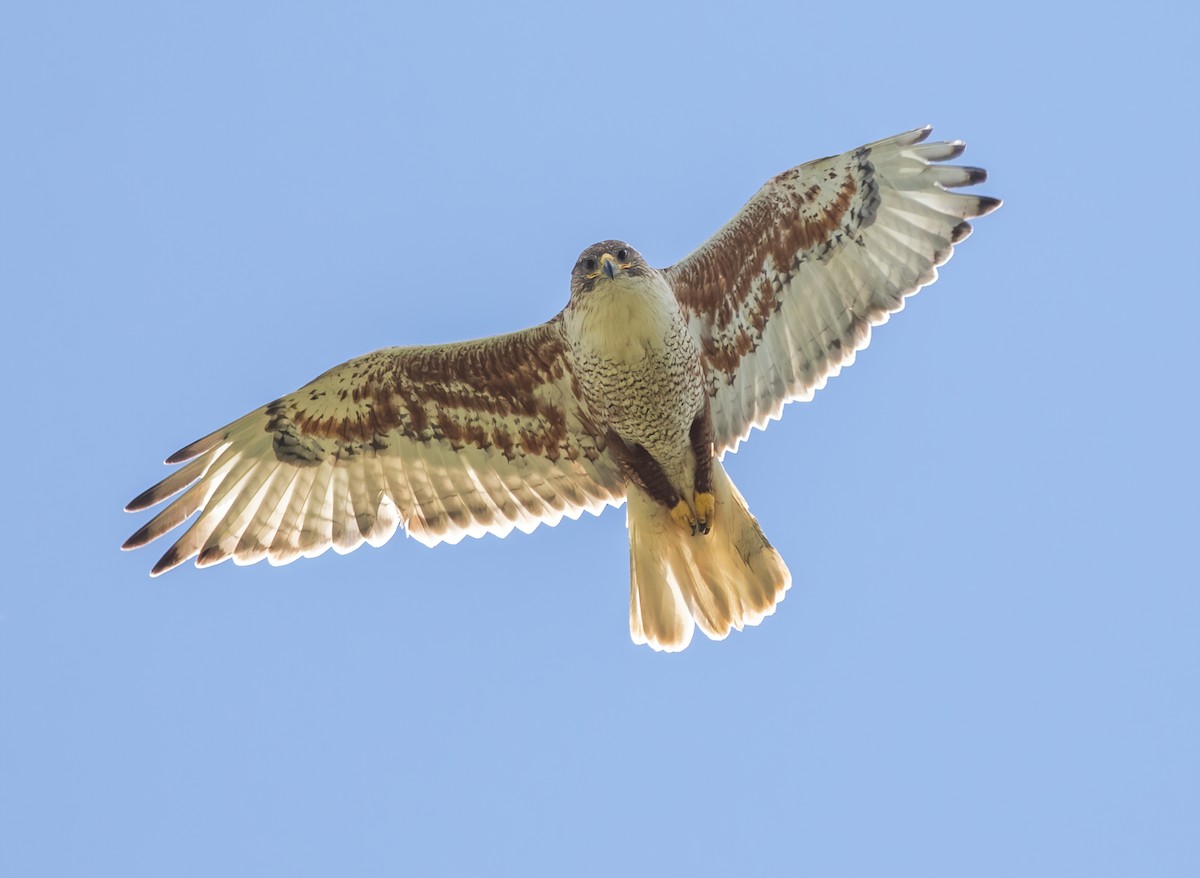 Ferruginous Hawk - ML272709021