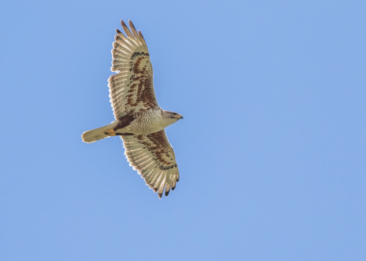 Ferruginous Hawk - ML272709031