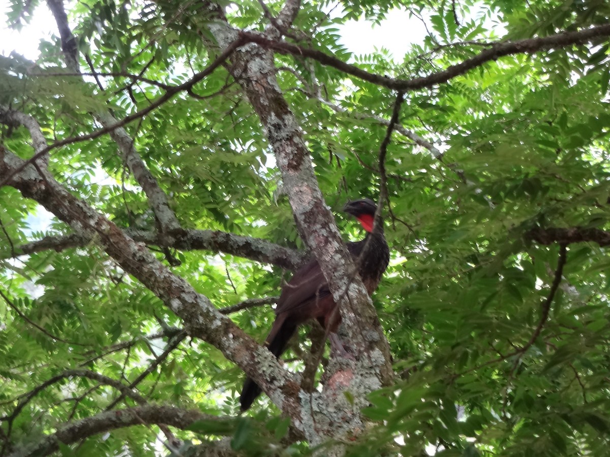 Dusky-legged Guan - Rita Sousa