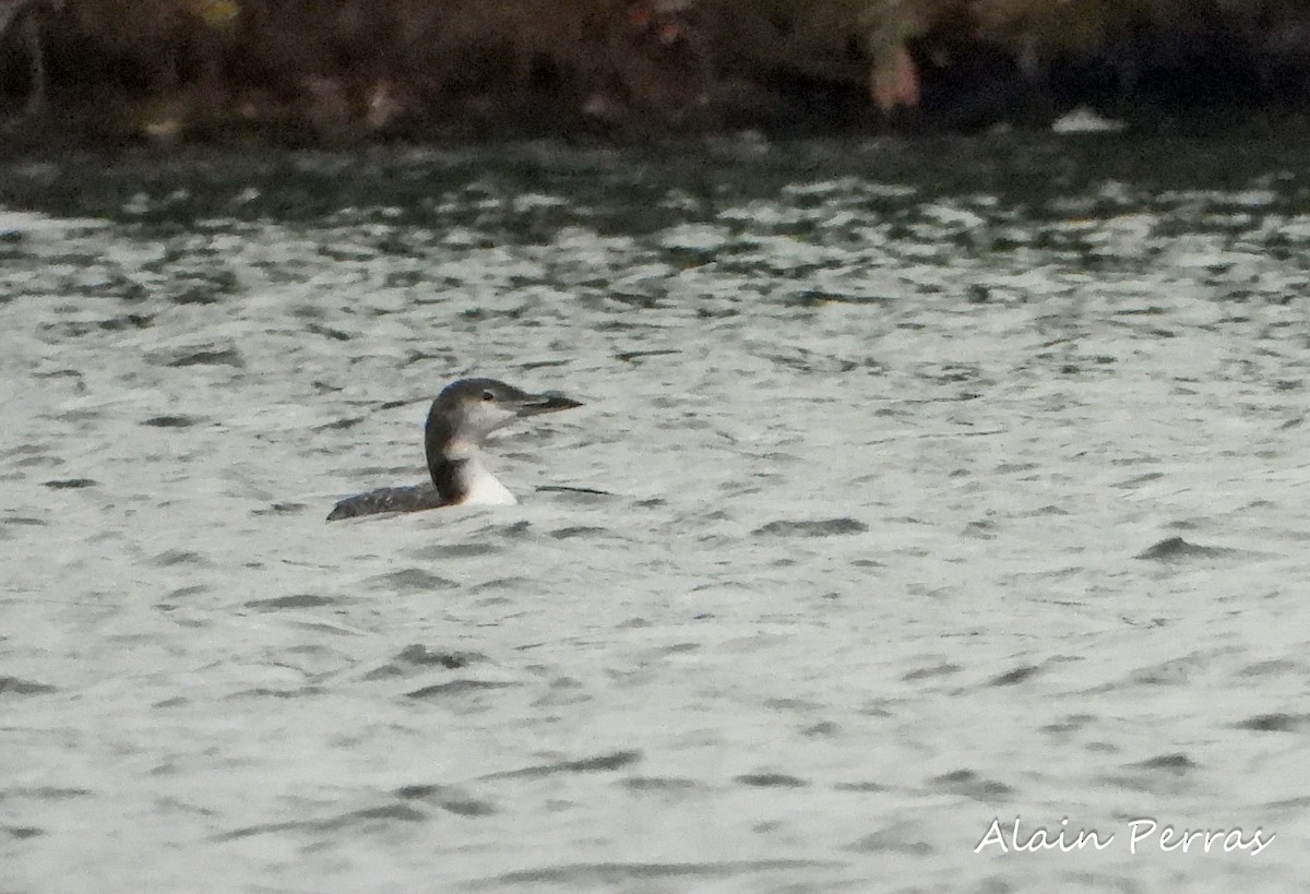 Common Loon - Alain Perras