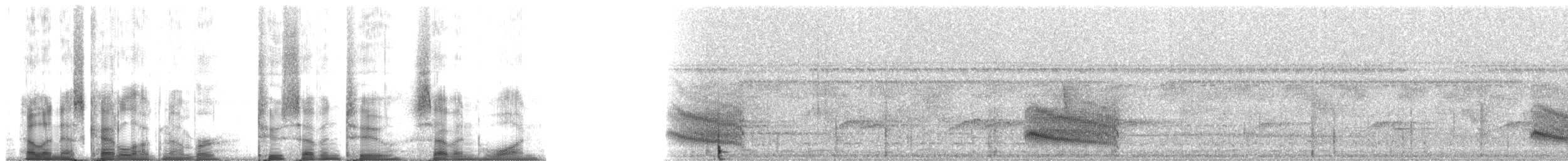 Bicolored Antbird - ML27271