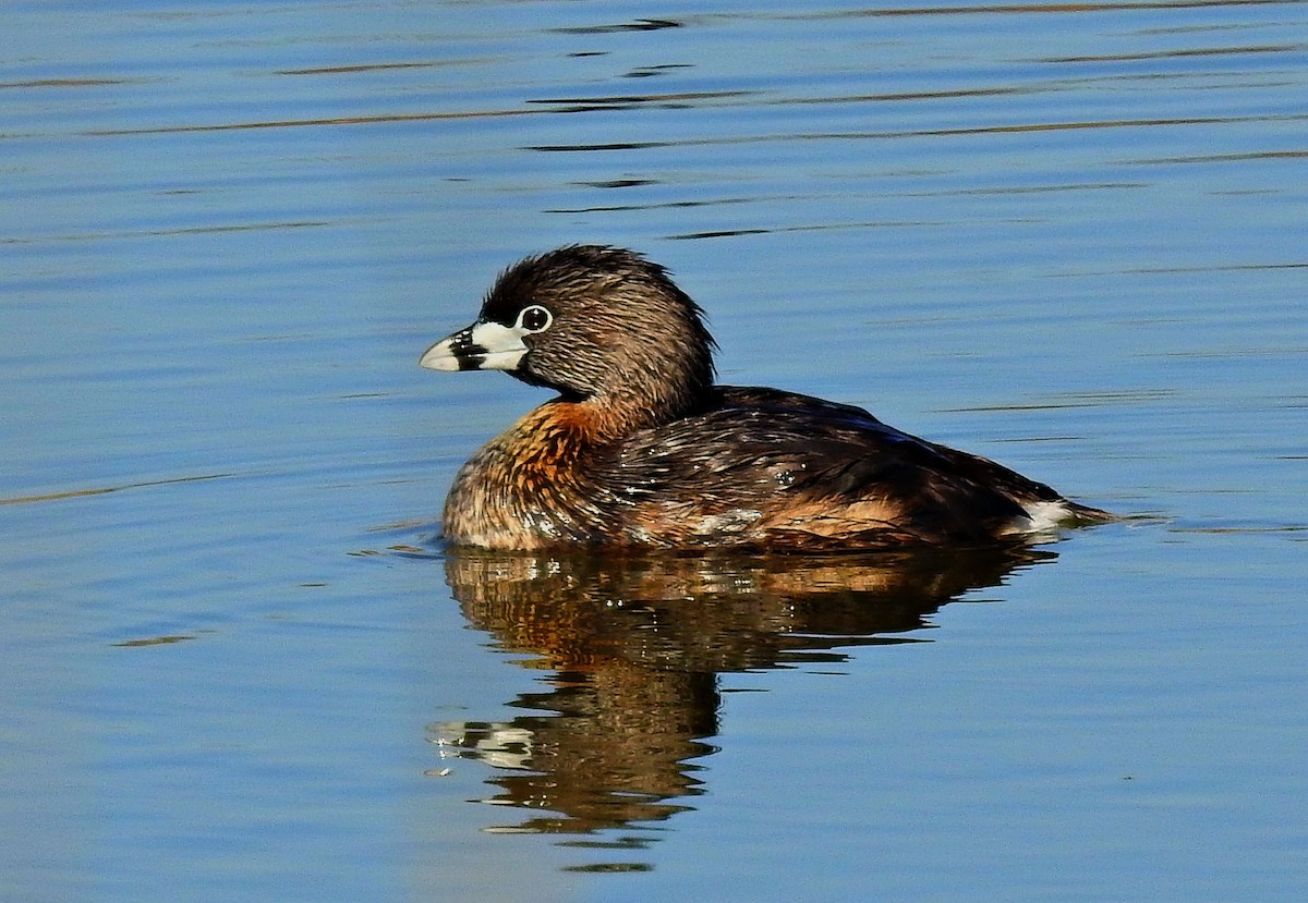 Pied-billed Grebe - ML27271131