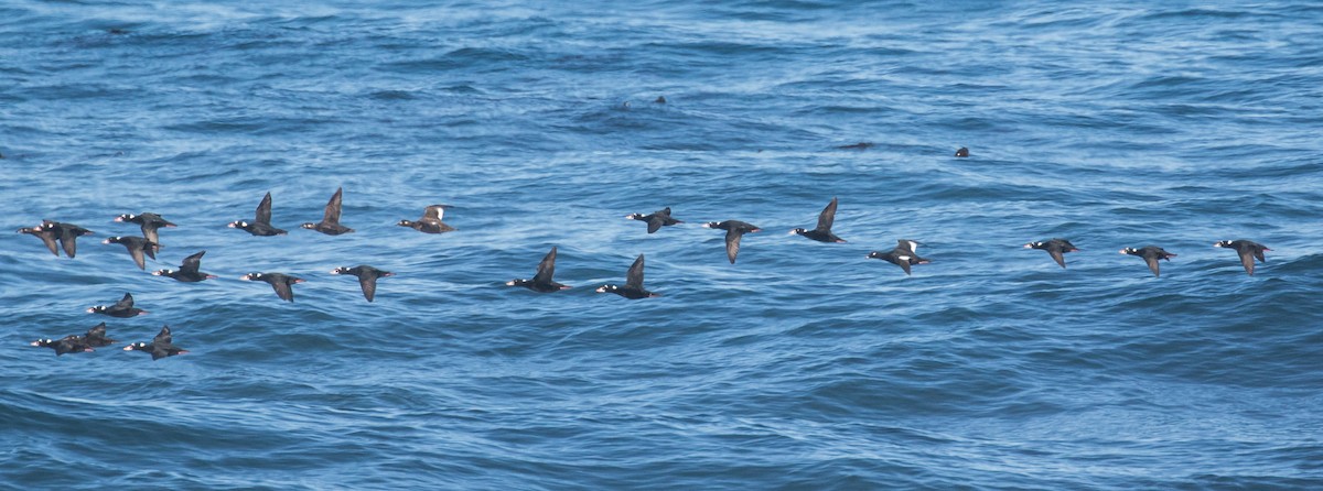 White-winged Scoter - ML272712451