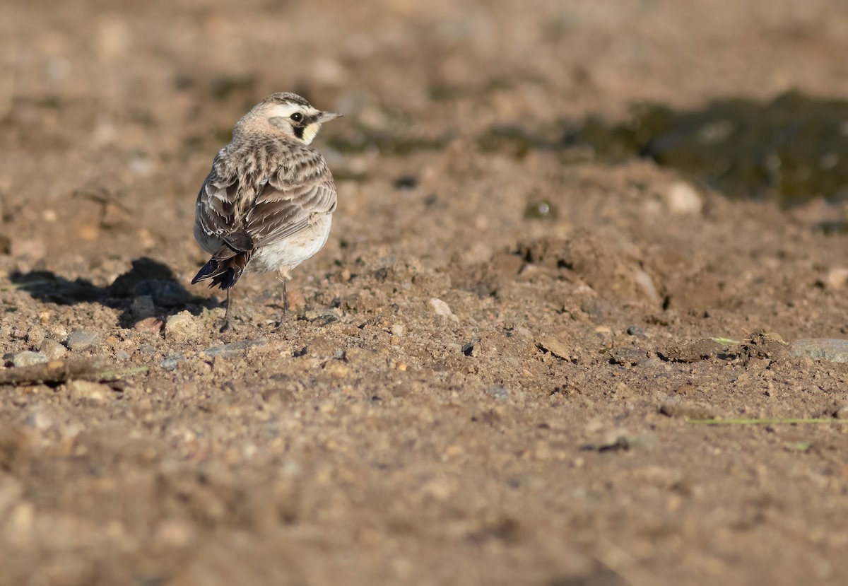 Horned Lark - ML272713301