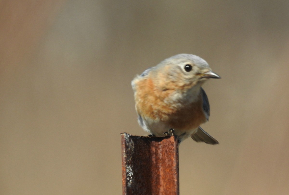 Eastern Bluebird - Joanne Muis Redwood