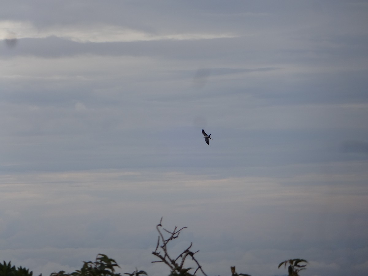 Swallow-tailed Kite - ML272713881