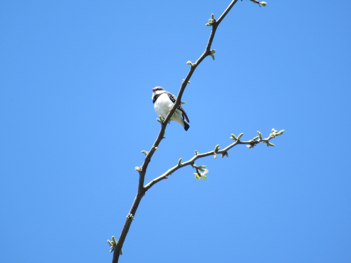 Diamond Firetail - William DePiero