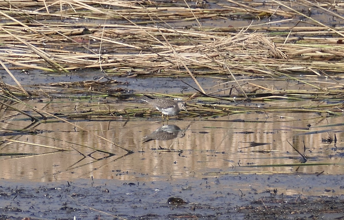 Solitary Sandpiper - ML272714981