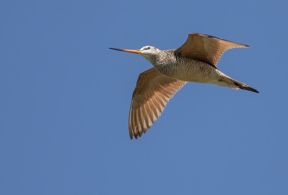 Marbled Godwit - ML272715381