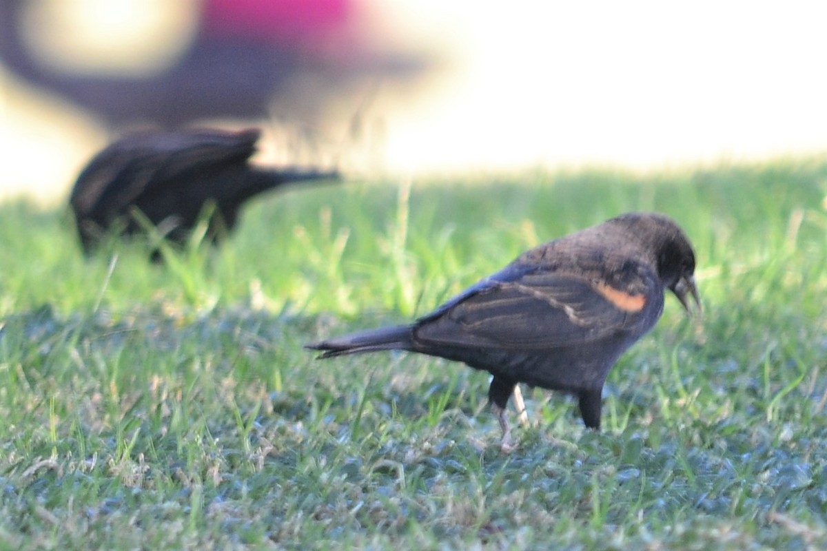 Red-winged Blackbird - Will Davis