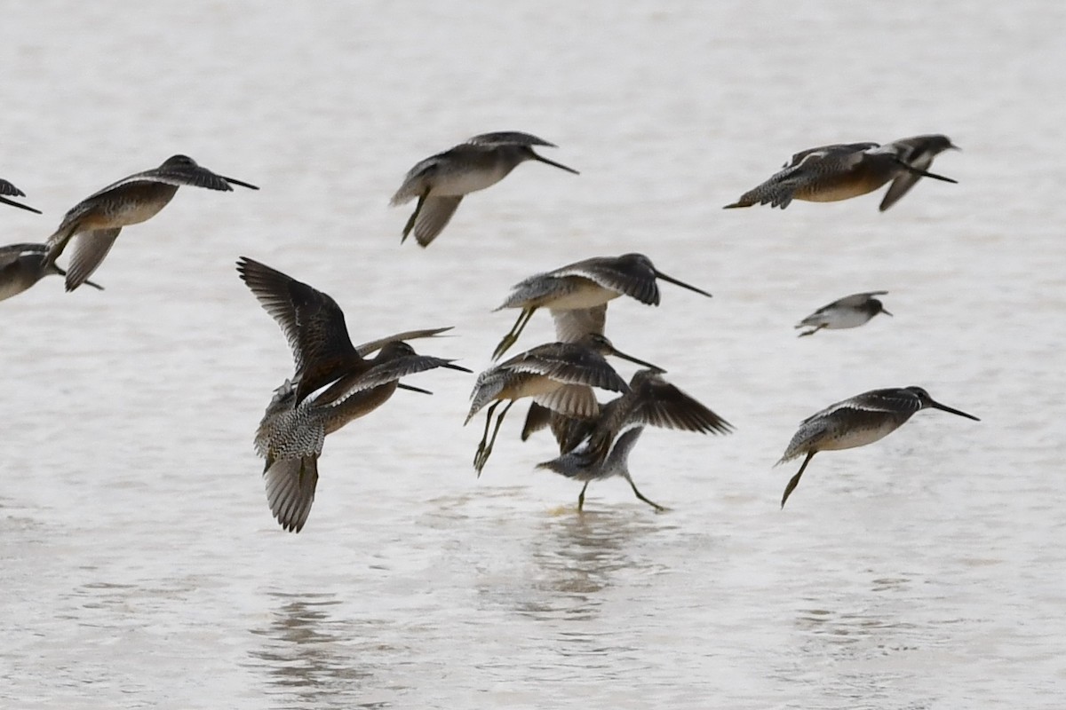 Long-billed Dowitcher - ML272716741