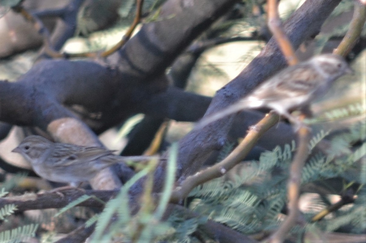 Brewer's Sparrow - ML272717111