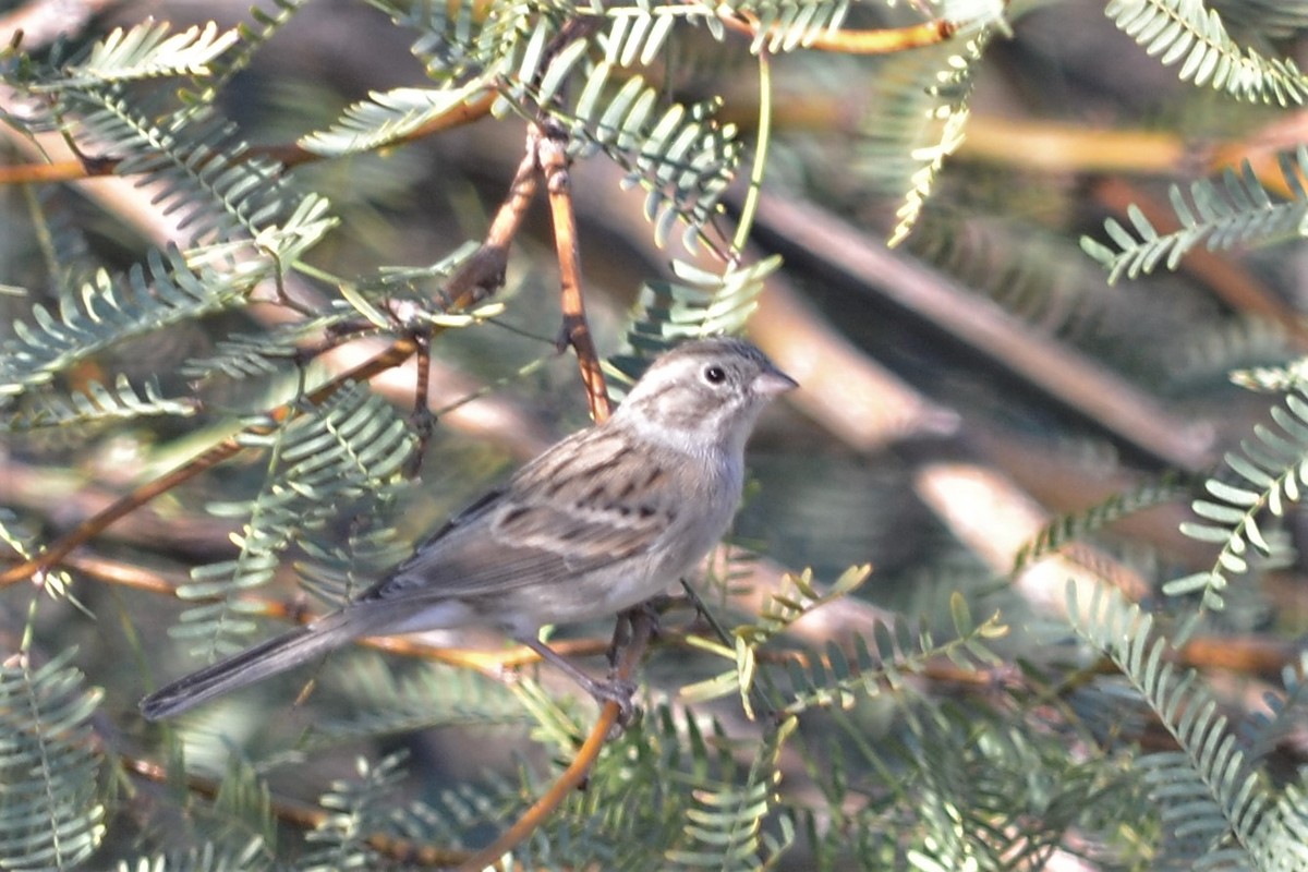 Brewer's Sparrow - Will Davis