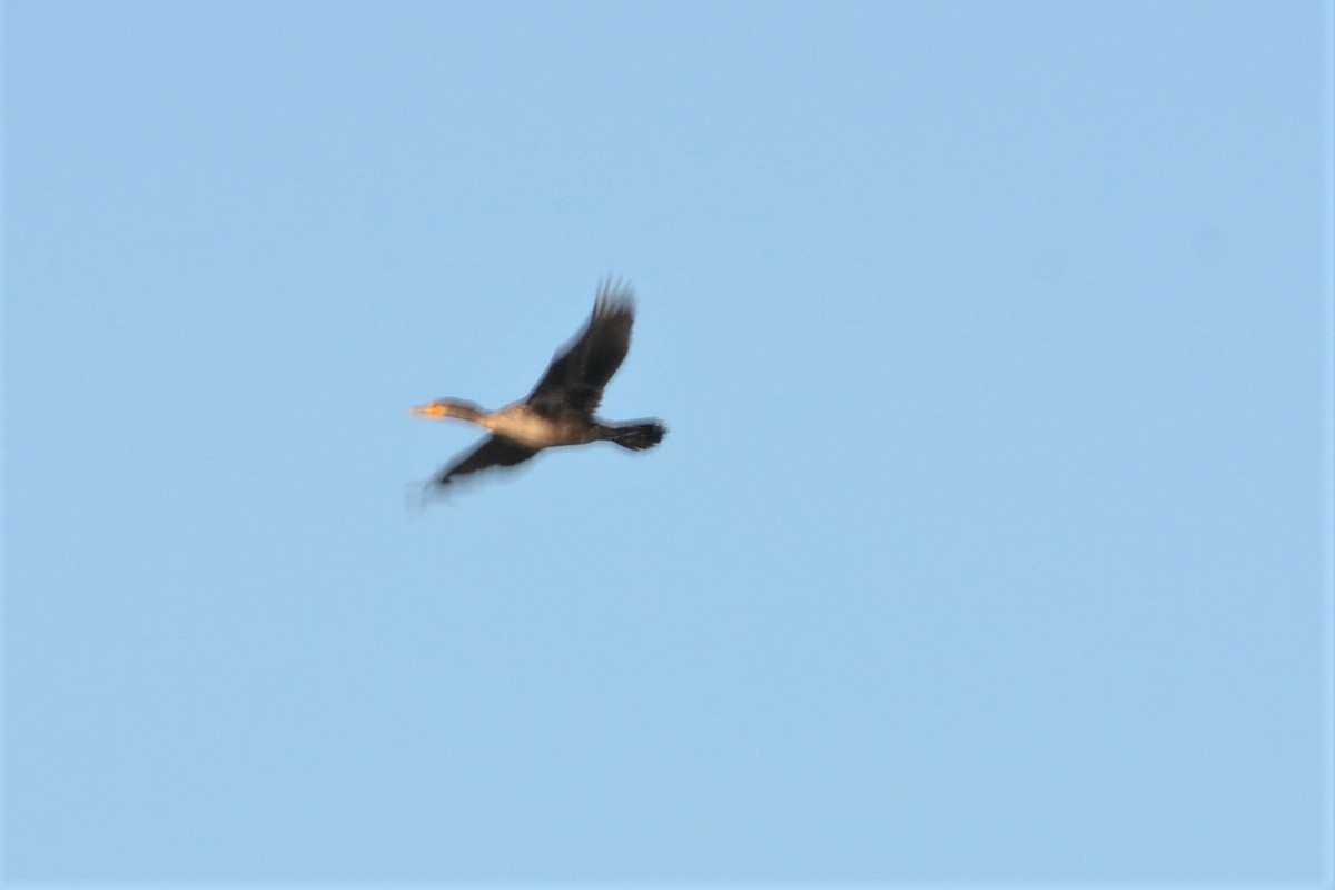 Double-crested/Neotropic Cormorant - Will Davis