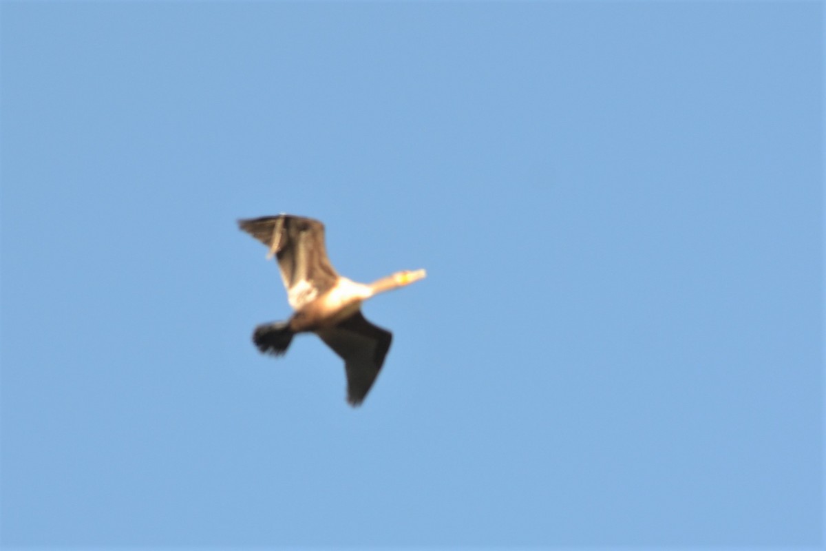 Double-crested/Neotropic Cormorant - Will Davis