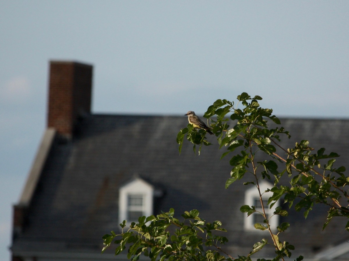 Western Kingbird - Loyan Beausoleil