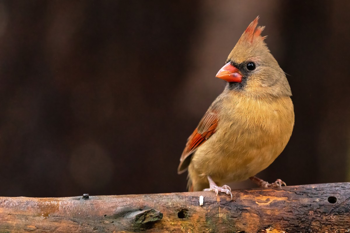 Northern Cardinal - Brad Imhoff