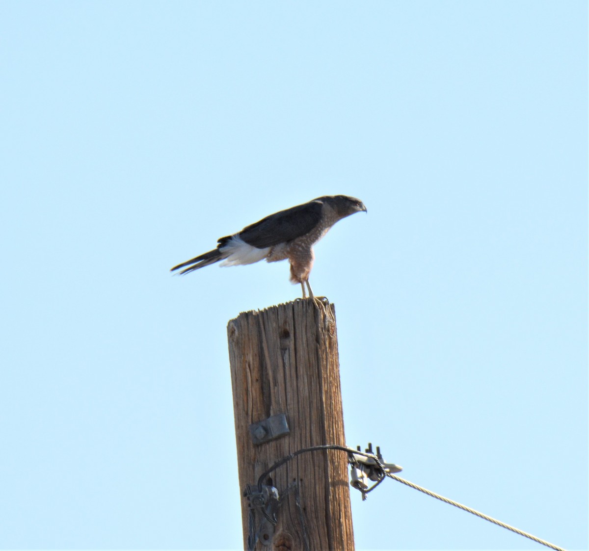 Cooper's Hawk - ML272720721