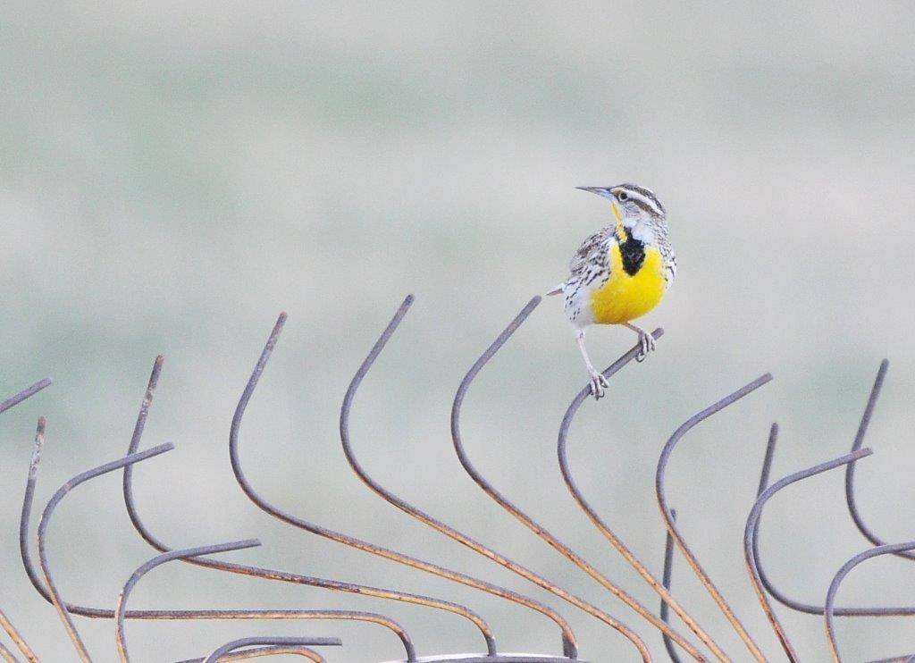 Western Meadowlark - ML27272081