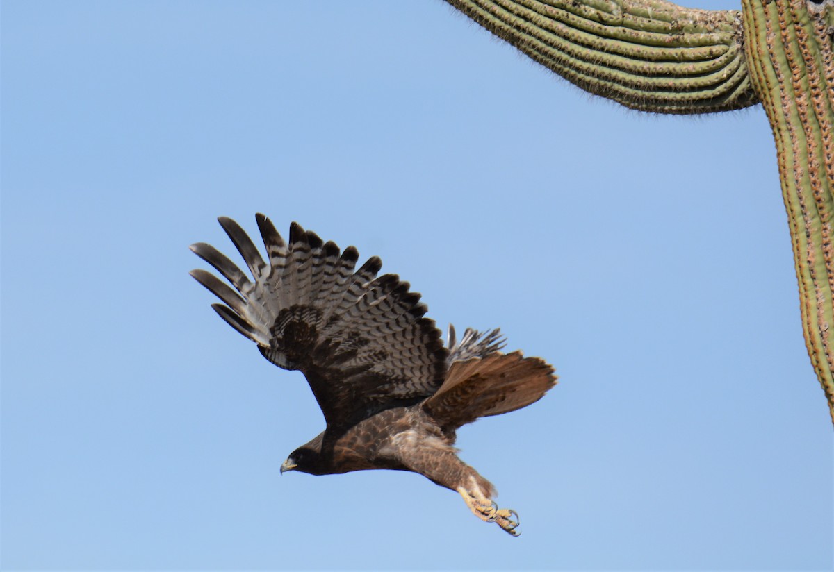 Red-tailed Hawk - ML272720841