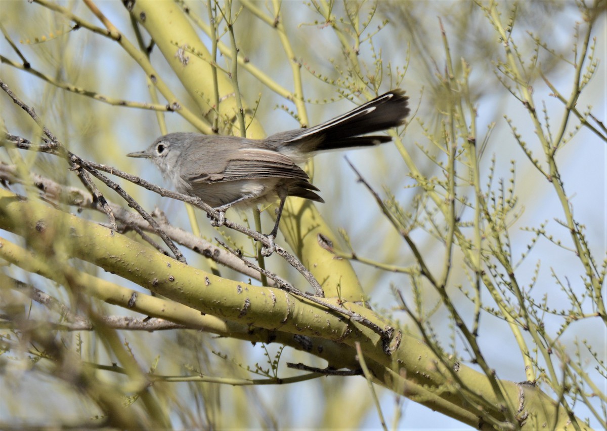 gnatcatcher sp. - ML272720941