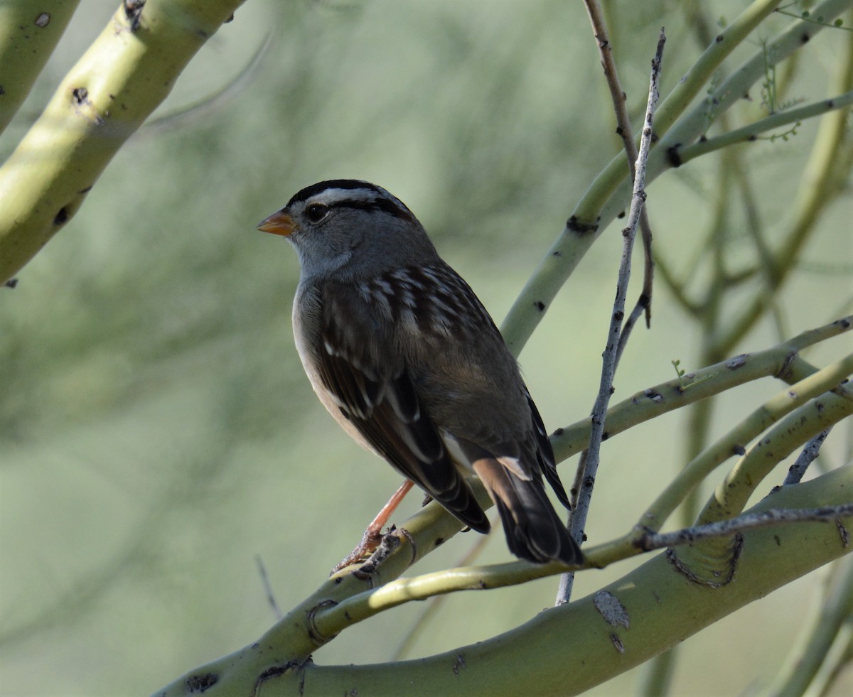 White-crowned Sparrow - ML272721241